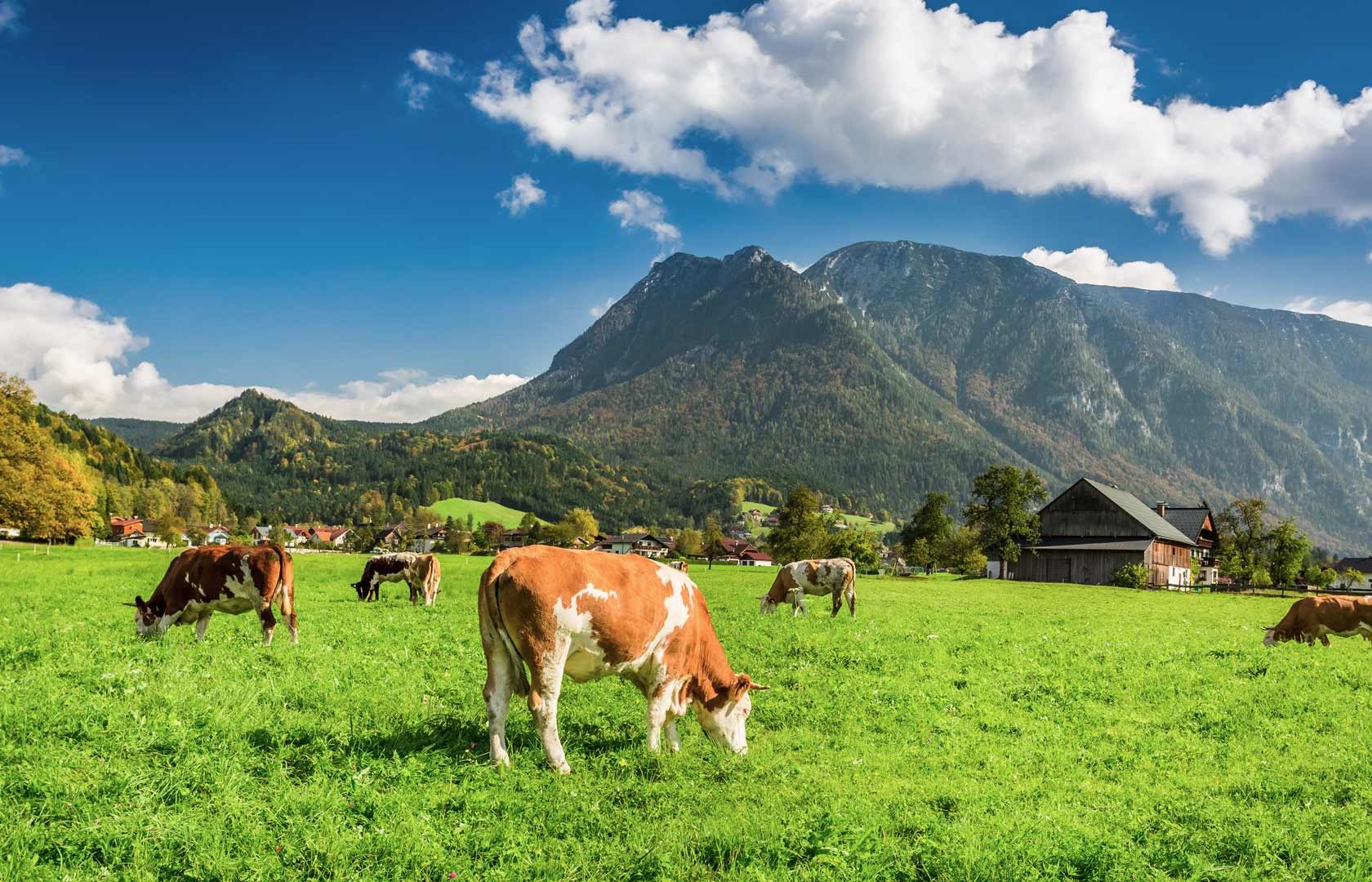 Produktbild - die besten Steaks für die Feiertage