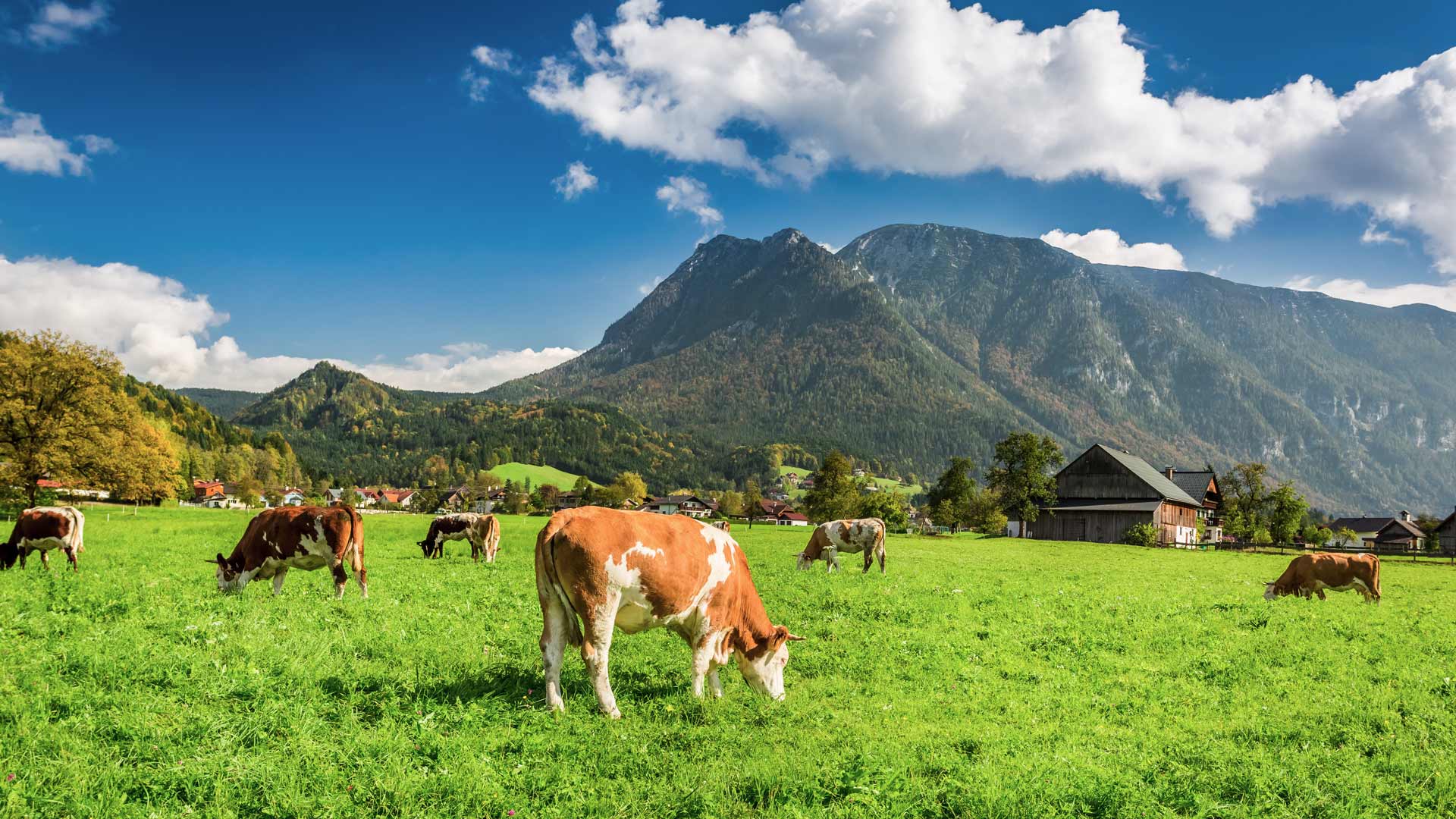 Betriebsgebäude - Alpenrind Salzbrg